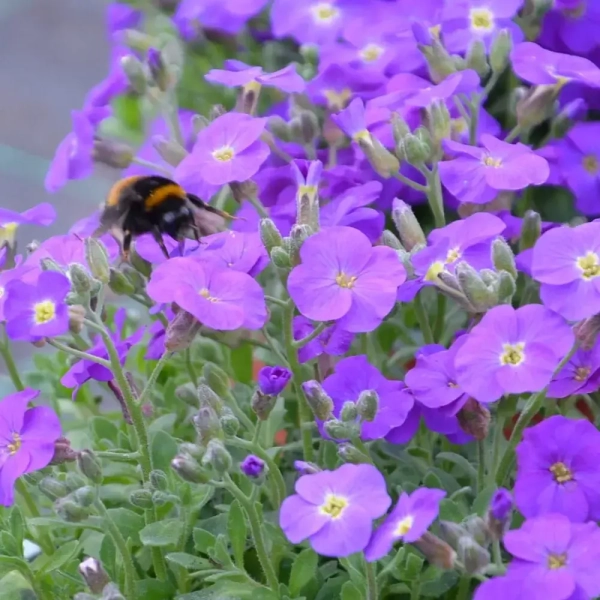 Żagwin ogrodowy Rock On Blue – Aubrieta